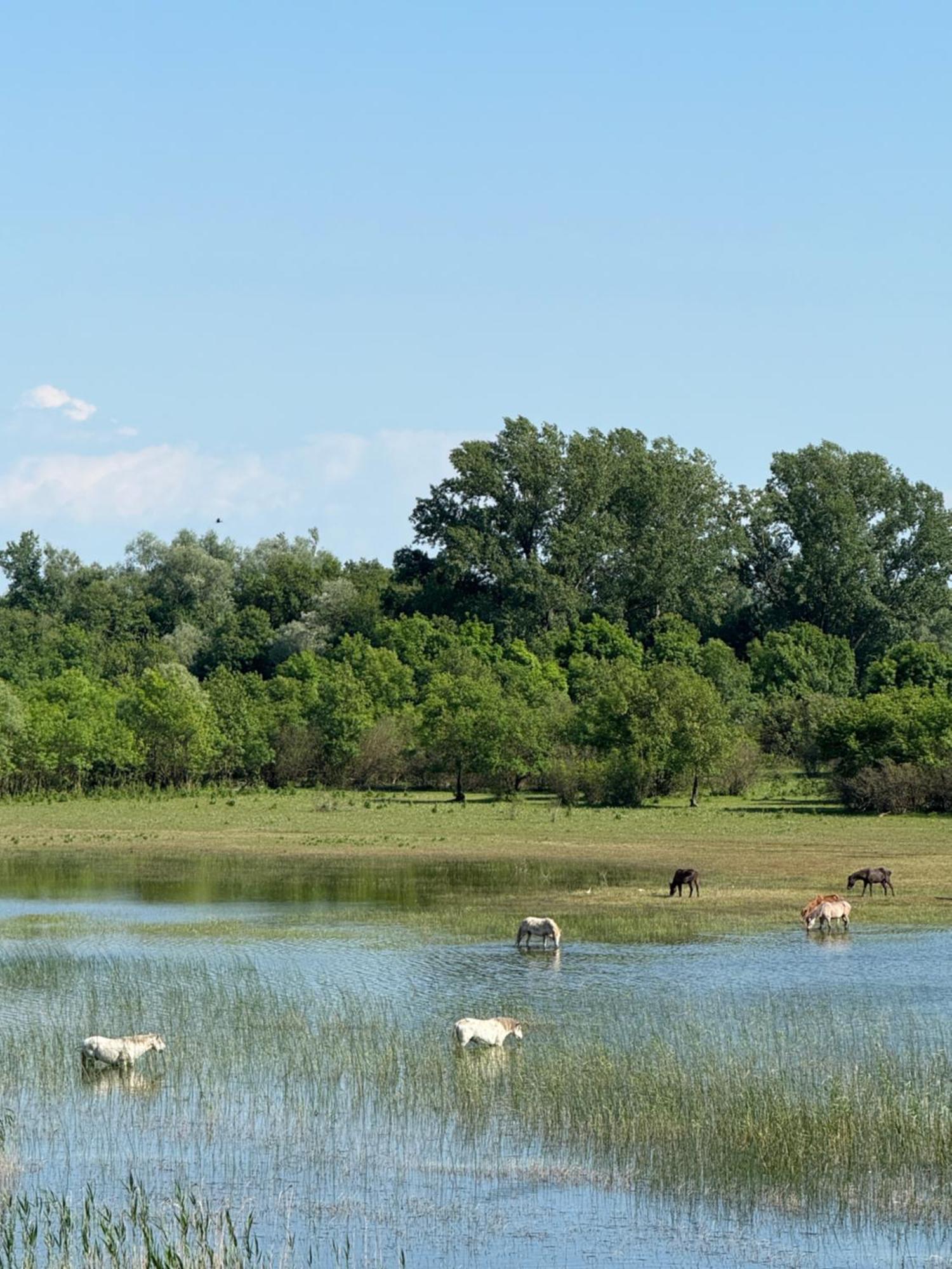 Lake Skadar Paradise Dodosi Экстерьер фото