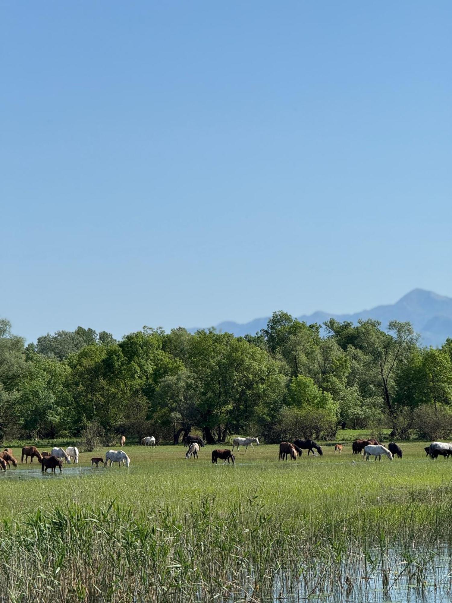 Lake Skadar Paradise Dodosi Экстерьер фото